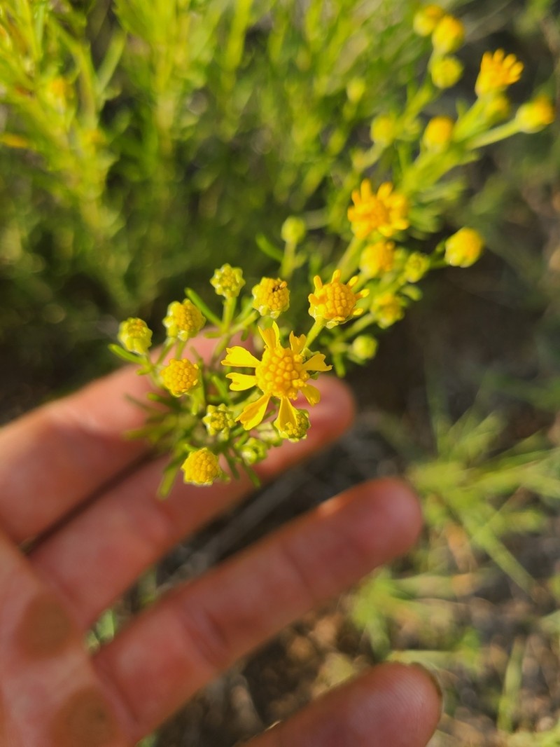 pingue rubberweed photo 8