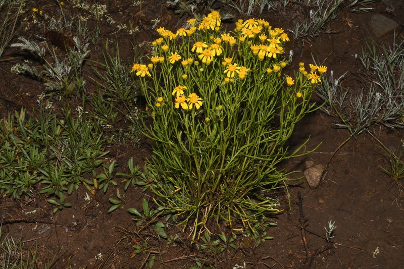Hymenoxys richardsonii var. floribunda photo 2