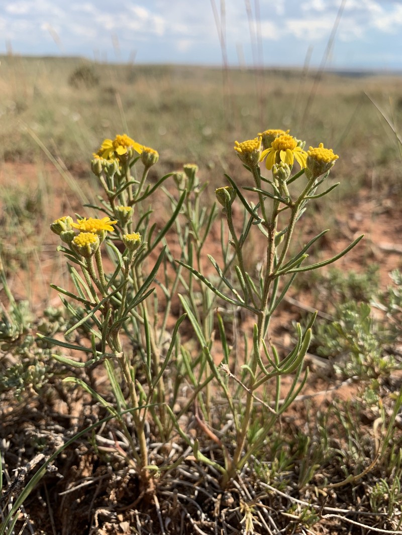 Hymenoxys richardsonii var. floribunda photo 3