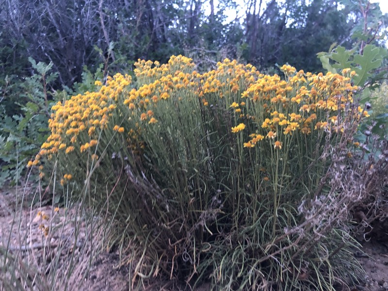 Hymenoxys richardsonii var. floribunda photo 4