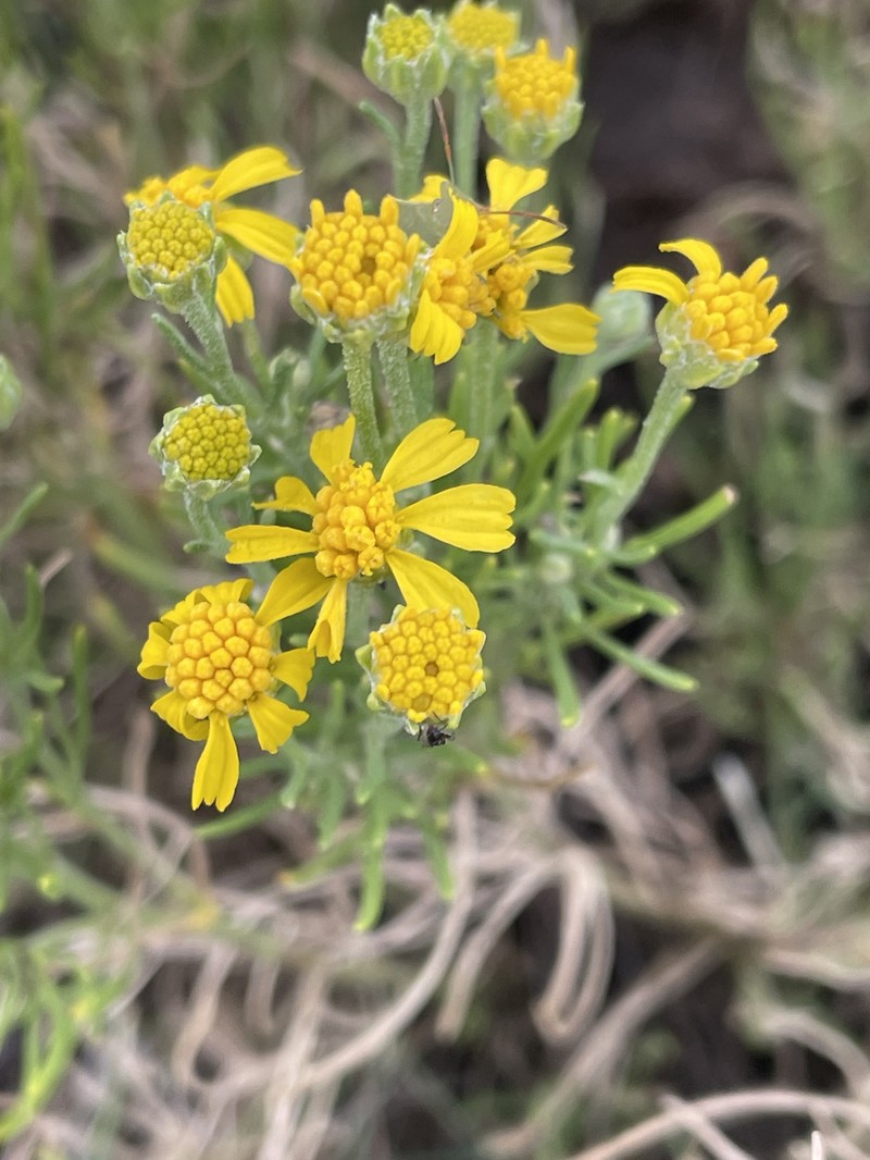 Hymenoxys richardsonii var. floribunda photo 6