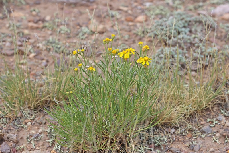 Hymenoxys richardsonii var. floribunda photo 7