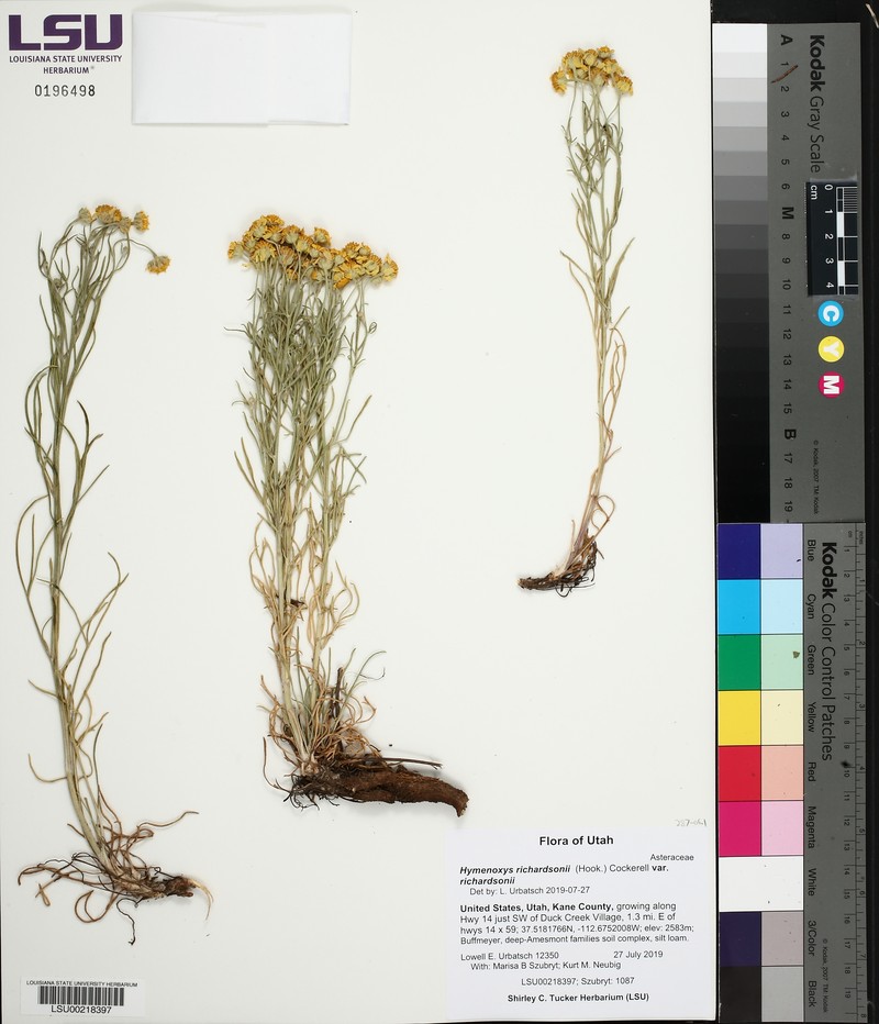 Hymenoxys richardsonii var. richardsonii photo 2