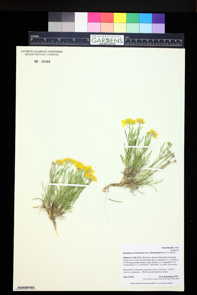 Hymenoxys richardsonii var. richardsonii photo 3