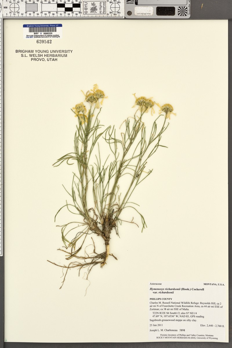 Hymenoxys richardsonii var. richardsonii photo 2