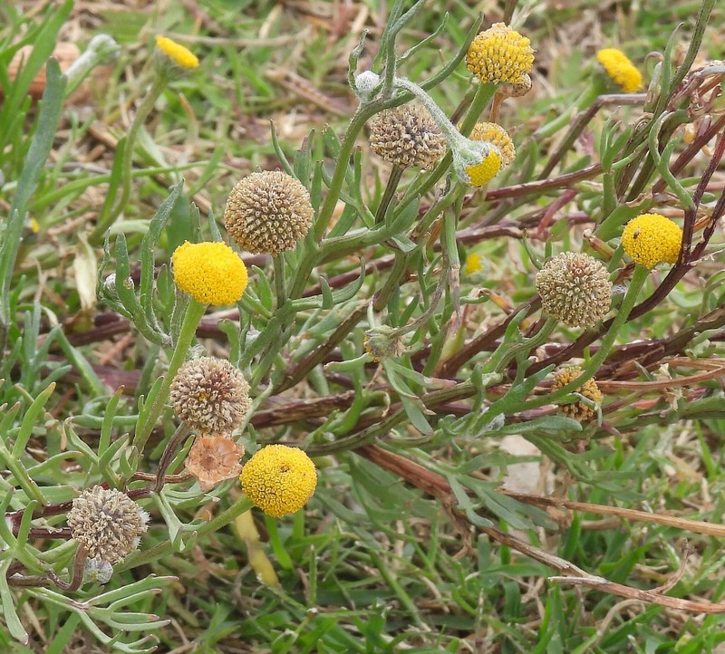Hymenoxys robusta