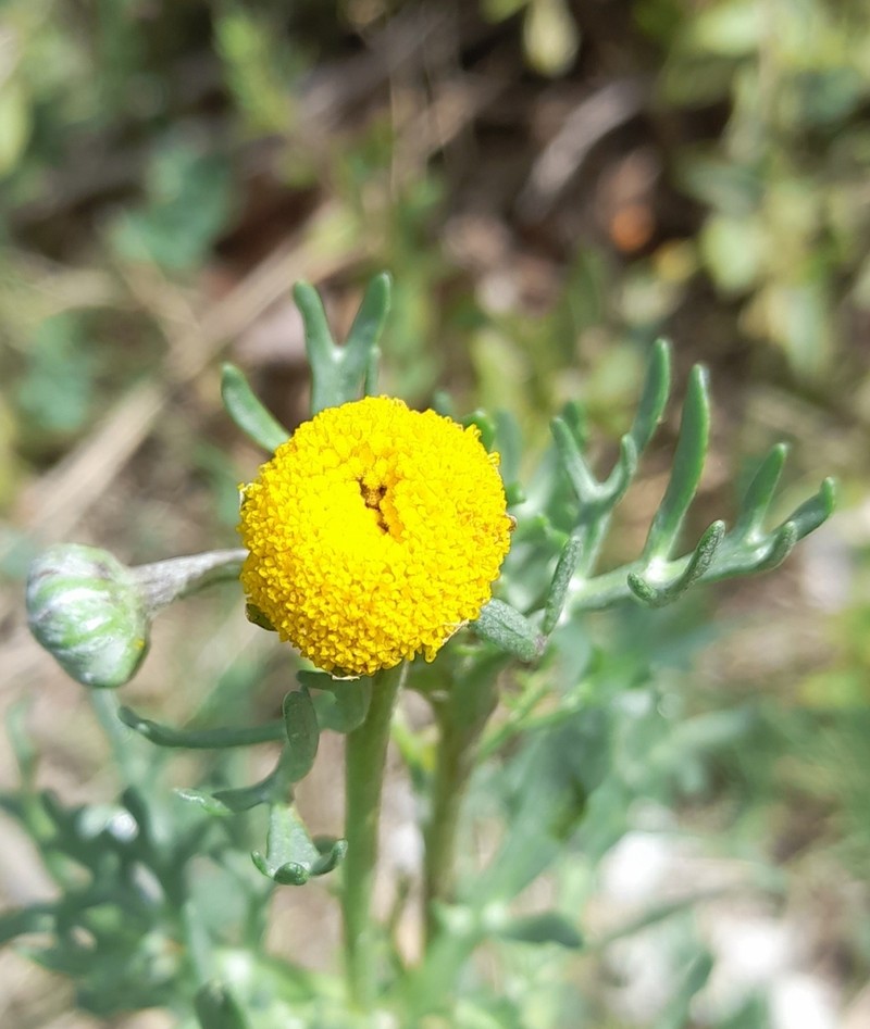 Hymenoxys robusta photo 2