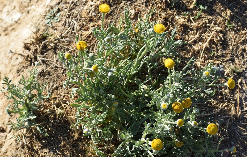 Hymenoxys robusta photo 3