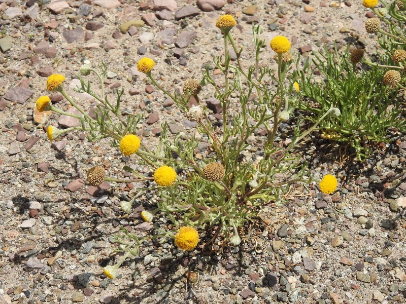 Hymenoxys robusta photo 4