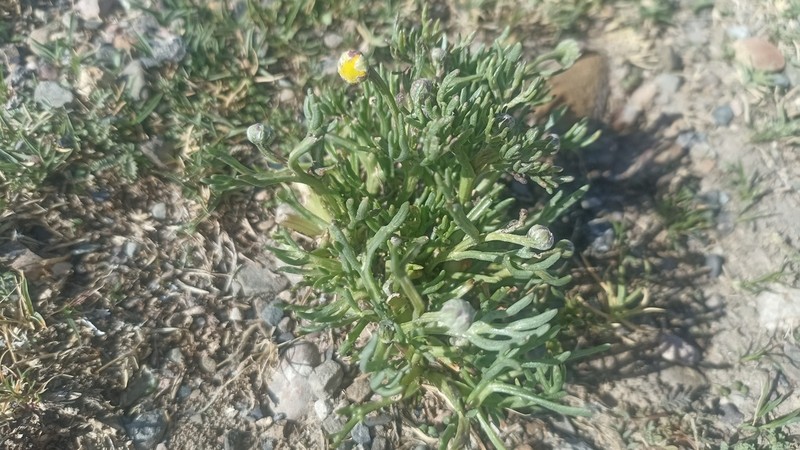 Hymenoxys robusta photo 5