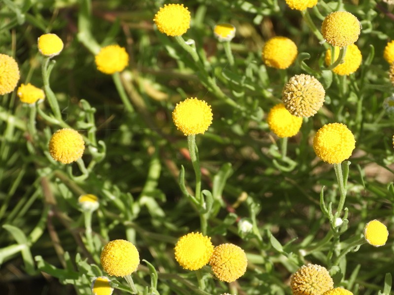 Hymenoxys robusta photo 6