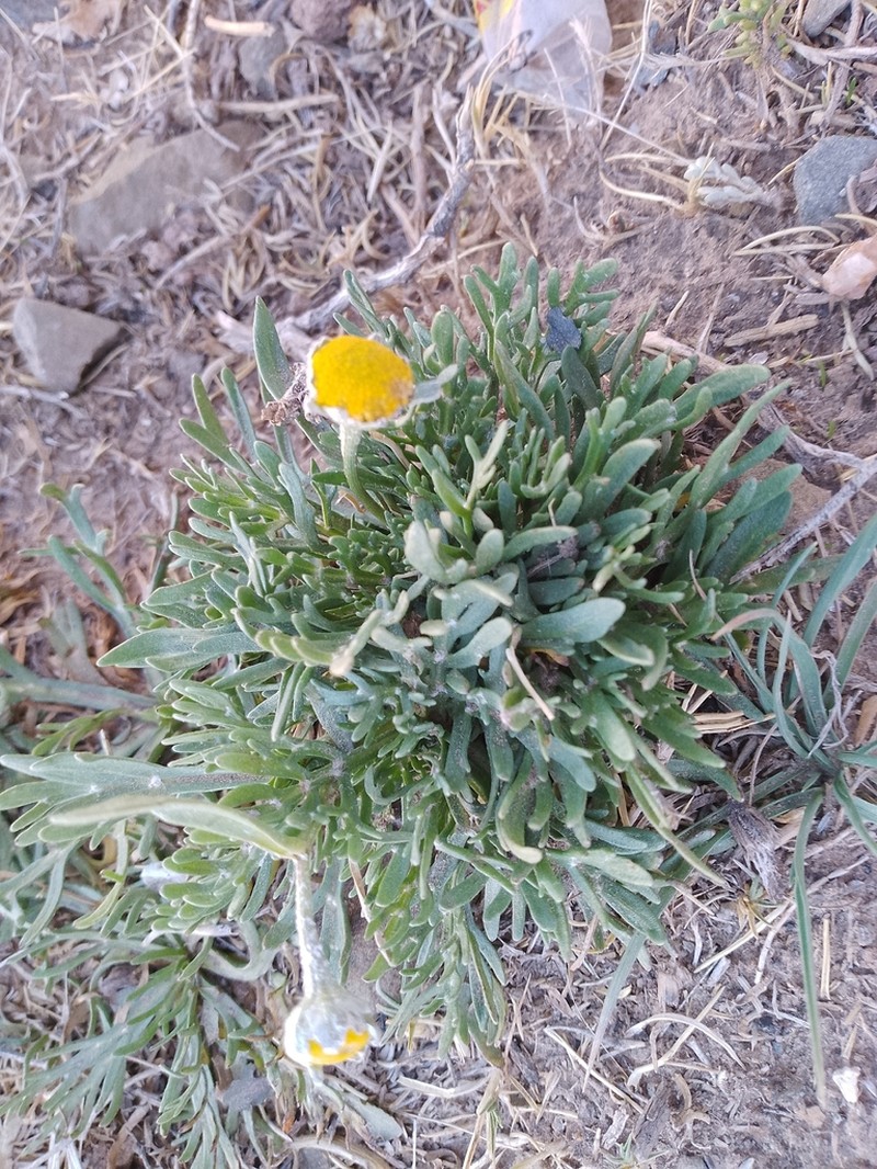 Hymenoxys robusta photo 7