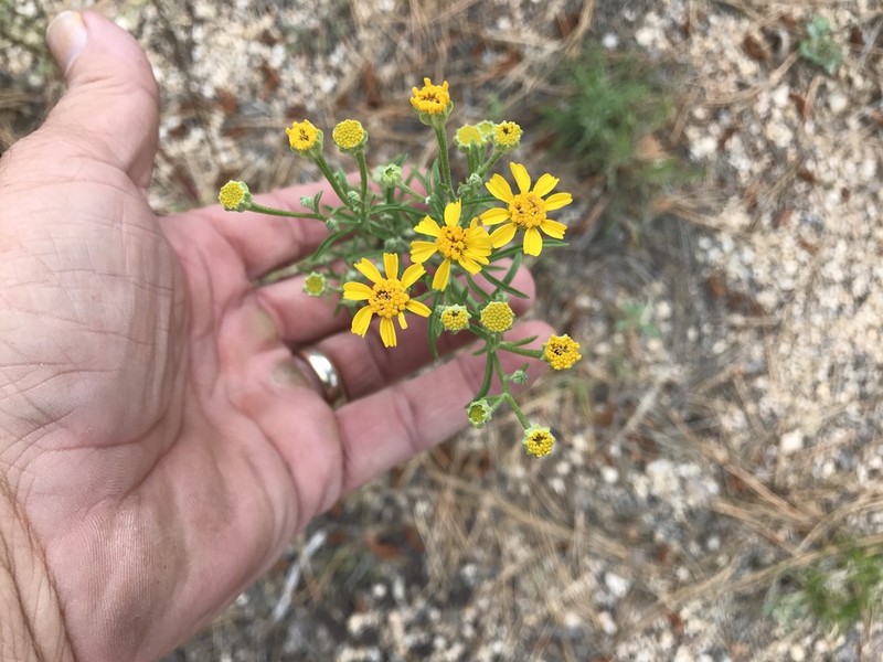 Rusby's Rubberweed photo 2