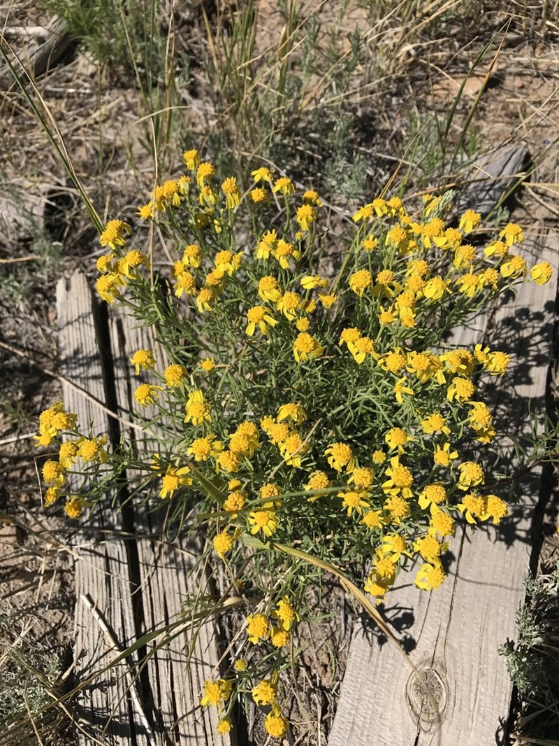 Rusby's Rubberweed photo 3