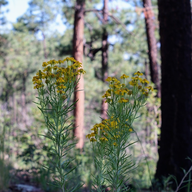 Rusby's Rubberweed photo 4