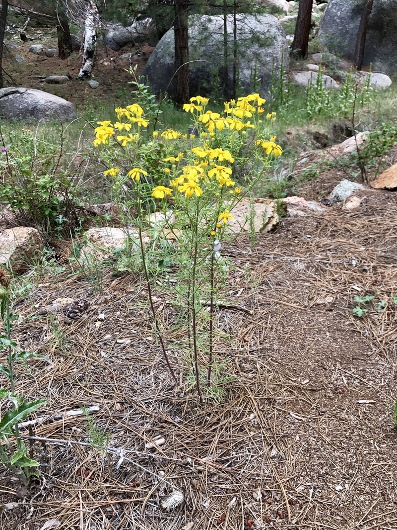 Rusby's Rubberweed photo 6