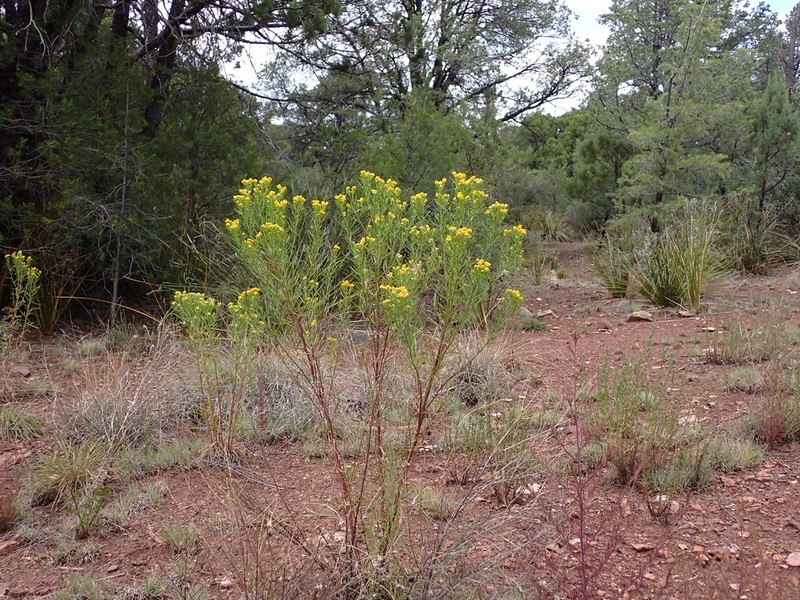 Rusby's Rubberweed photo 7