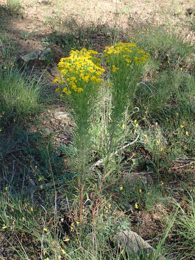 Rusby's Rubberweed photo 8