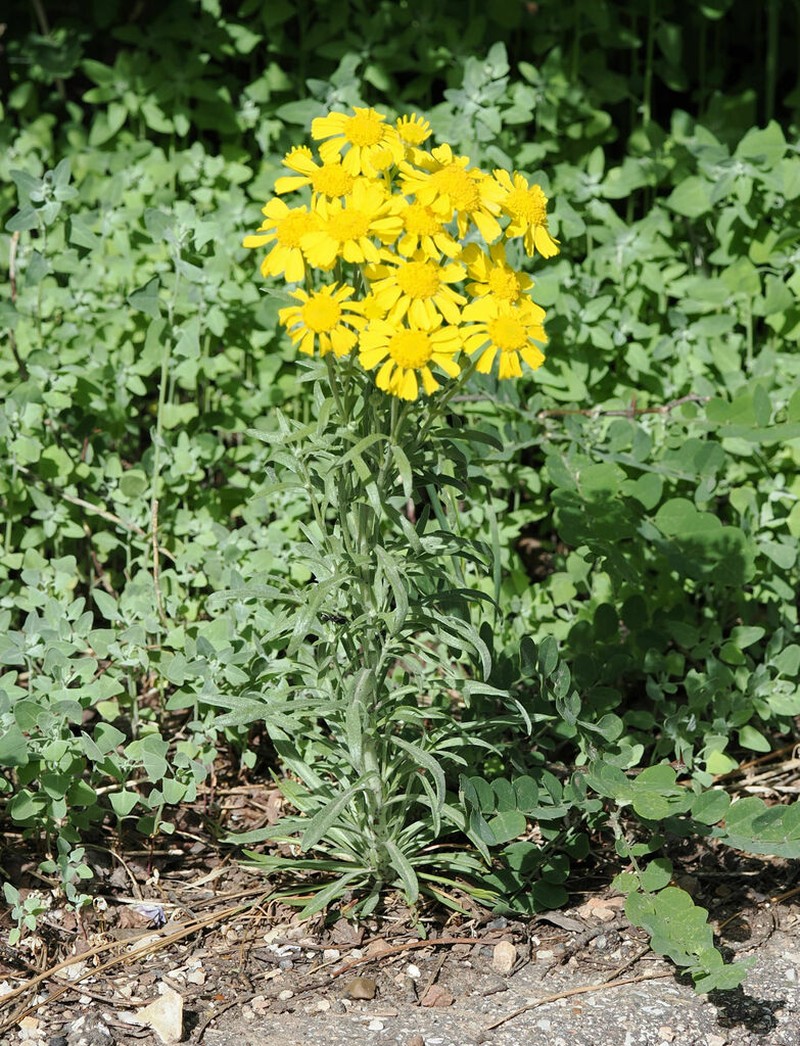 Arizona Rubberweed