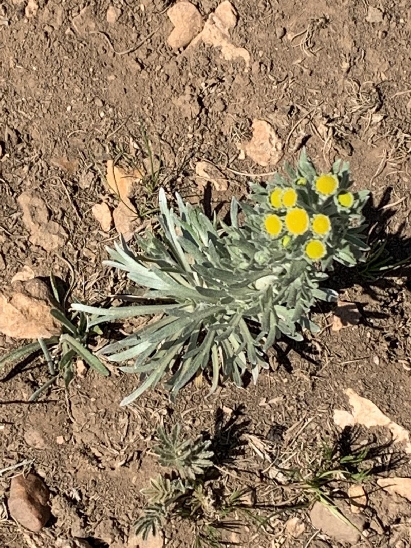 Arizona Rubberweed photo 3