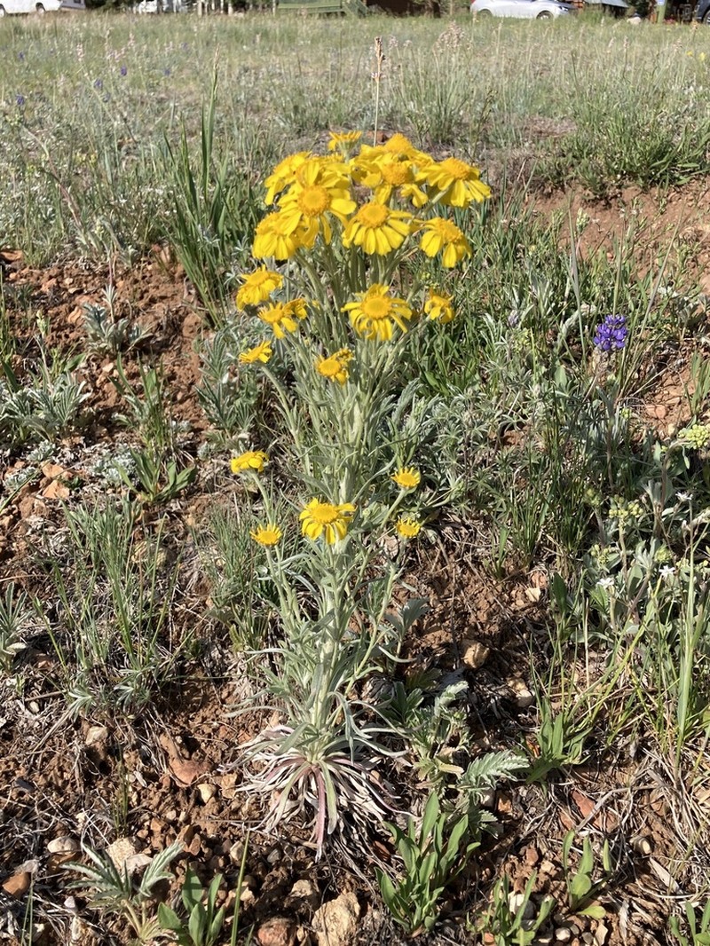 Arizona Rubberweed photo 4