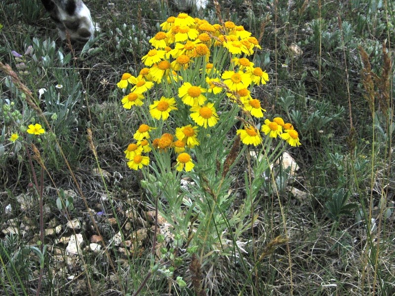 Arizona Rubberweed photo 5