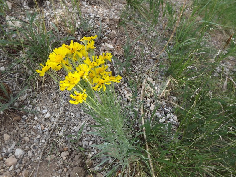 Arizona Rubberweed photo 6