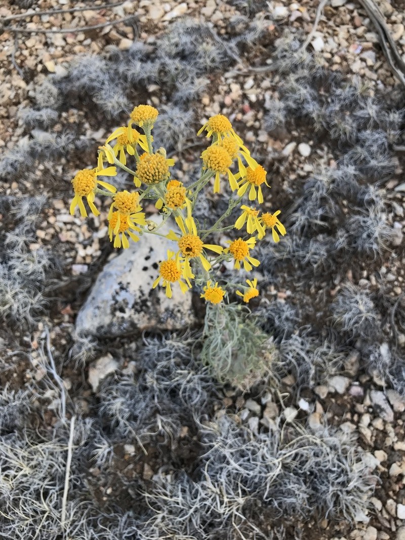 Arizona Rubberweed photo 7
