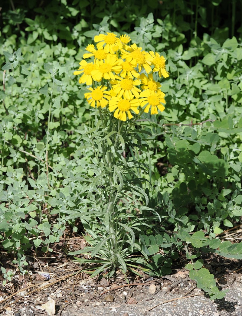 Arizona Rubberweed photo 8