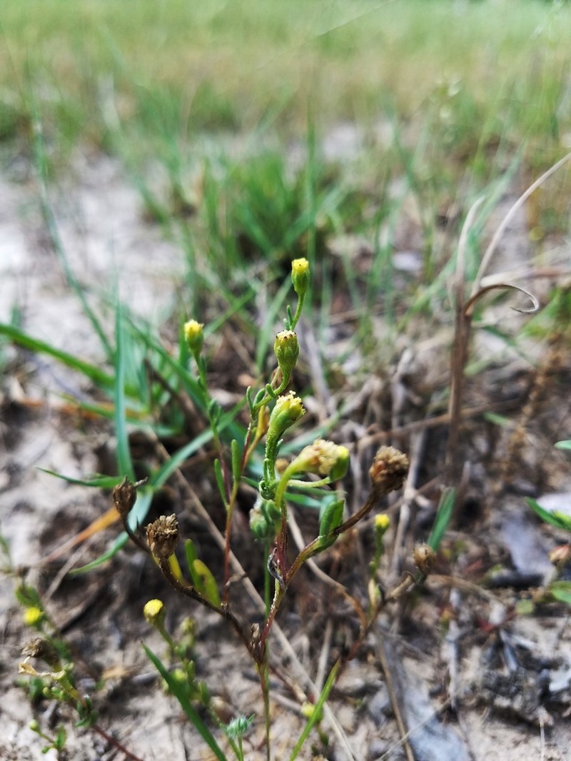 Prairiedawn