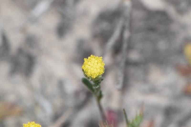 Prairiedawn photo 2