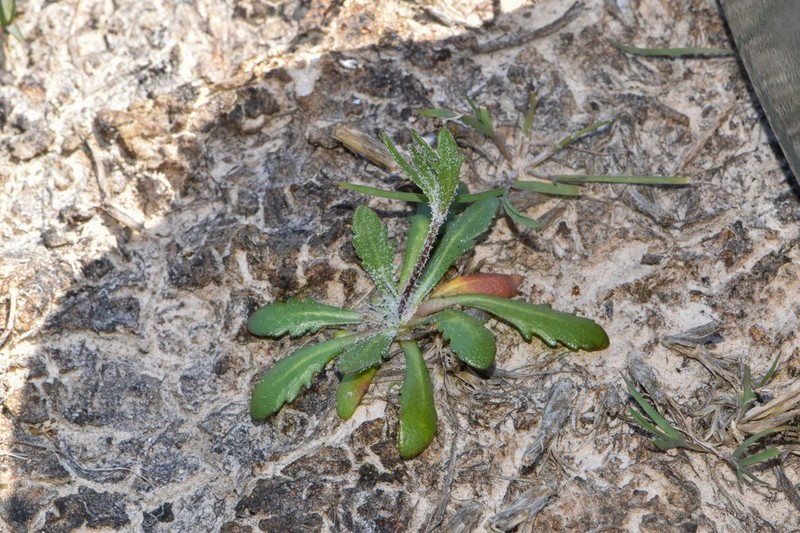 Prairiedawn photo 7