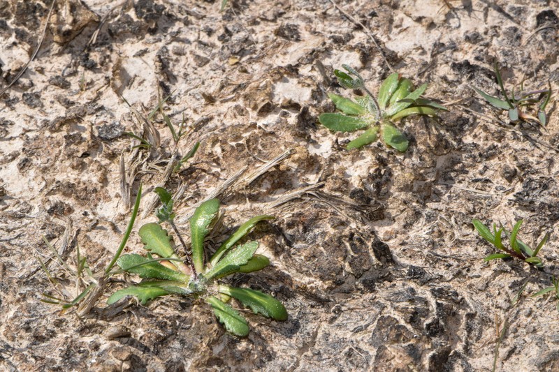Prairiedawn photo 8