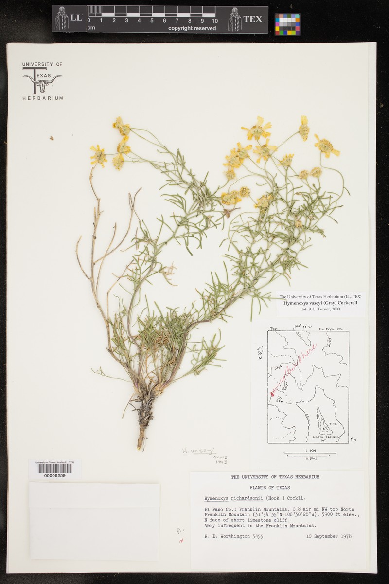 Vasey's Rubberweed