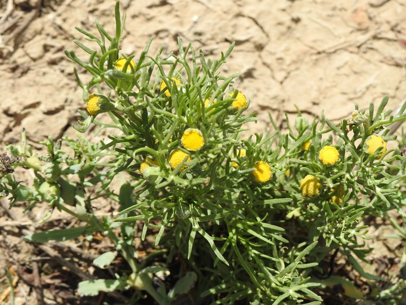 South American Rubberweed