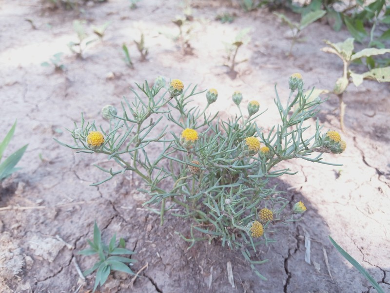 South American Rubberweed photo 2