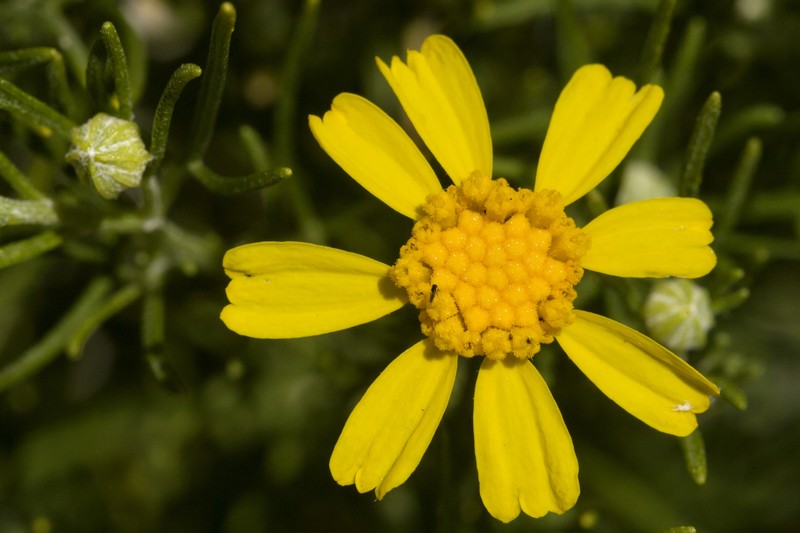 East View Rubberweed