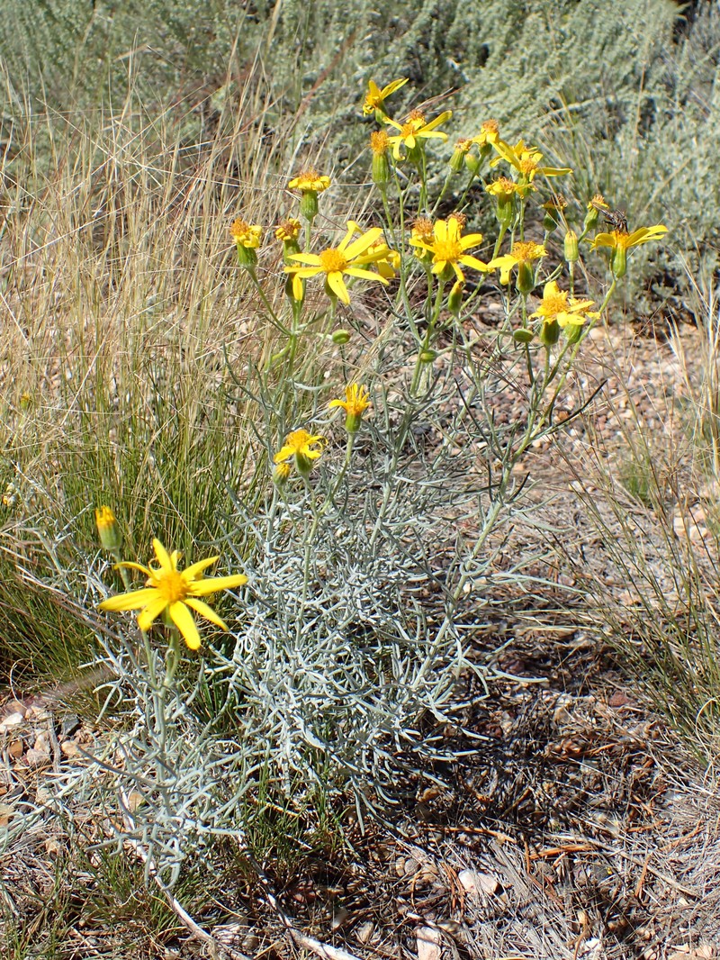 Cooper's Rubberweed photo 2