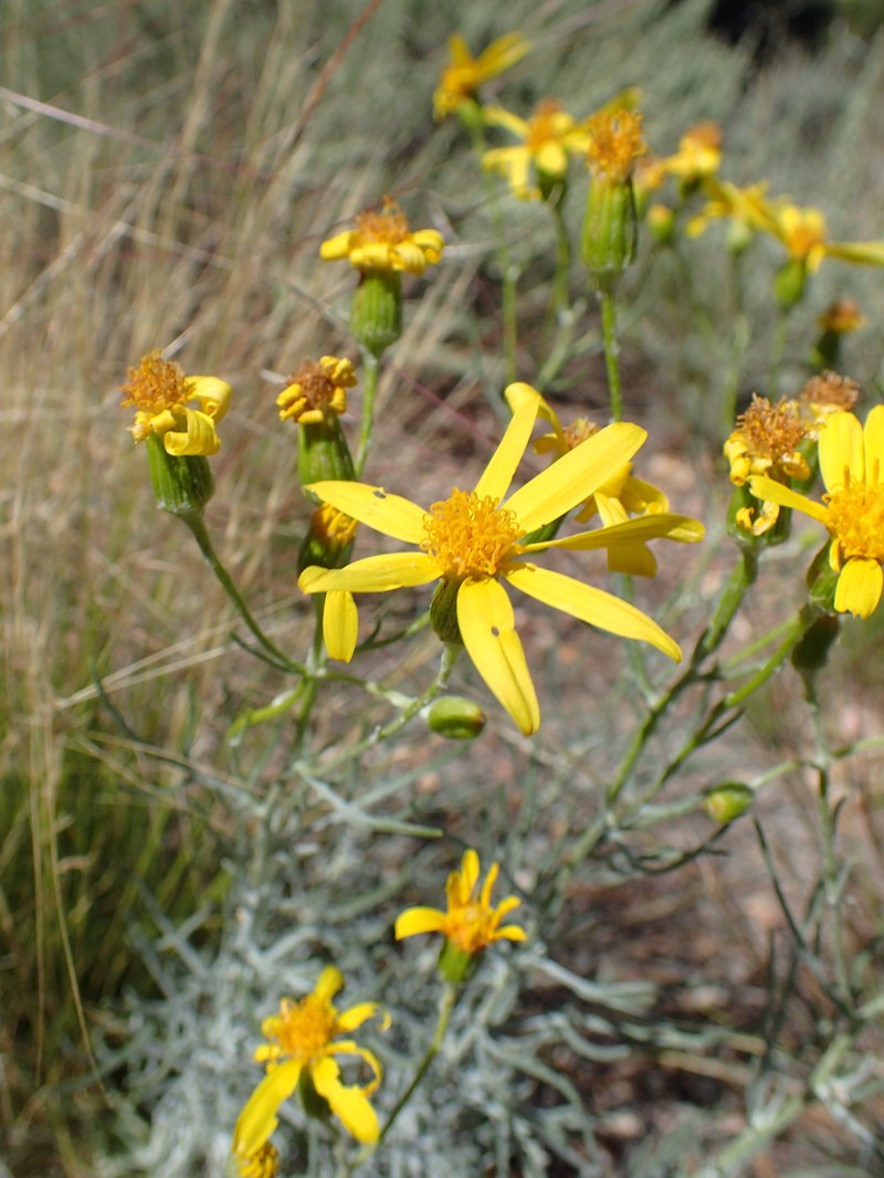 Cooper's Rubberweed photo 3