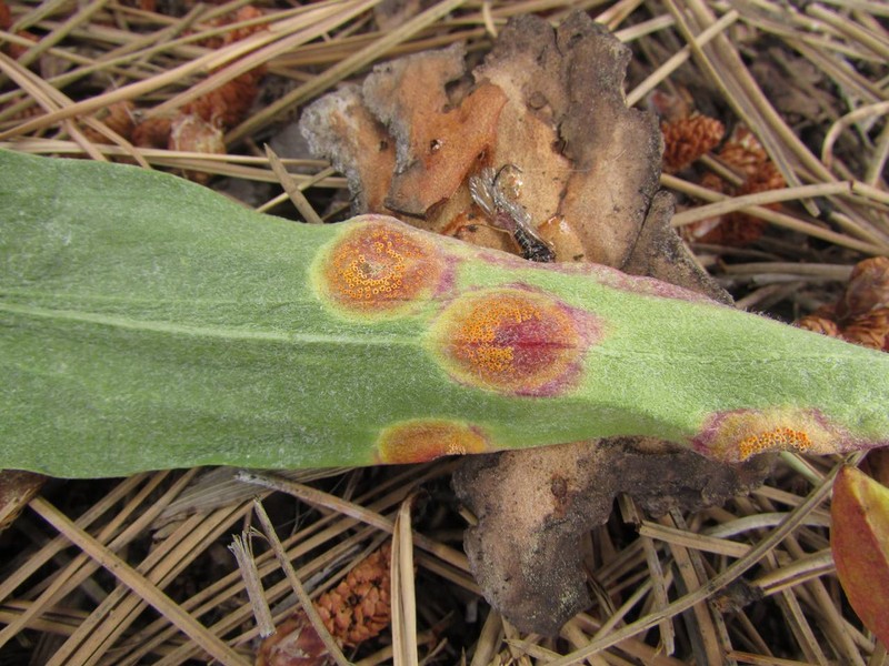 Owl's-Claws photo 2