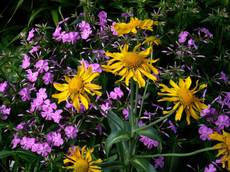 Owl's-Claws photo 4