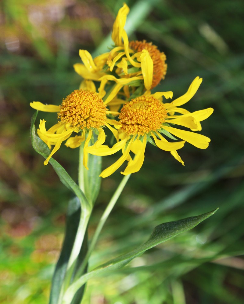 Owl's-Claws photo 5