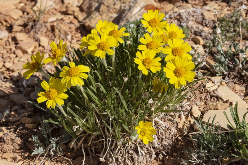 Stone Rubberweed