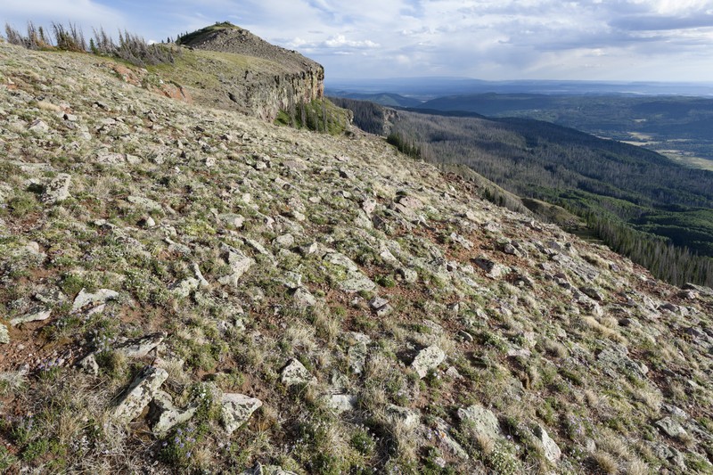 Lemmon's Rubberweed photo 4