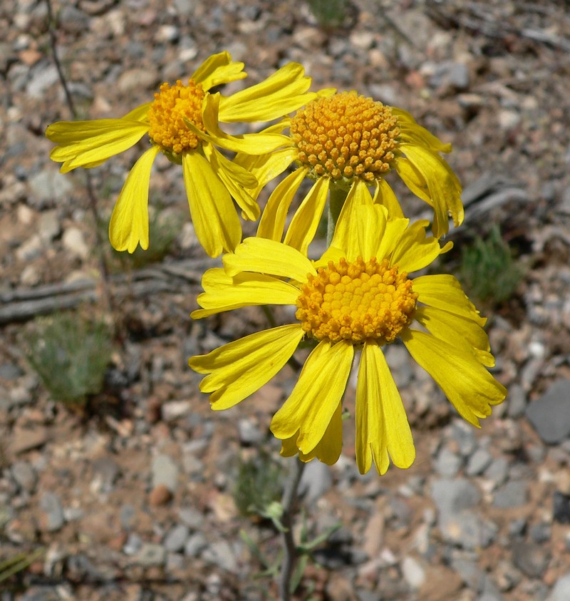 Lemmon's Rubberweed photo 5