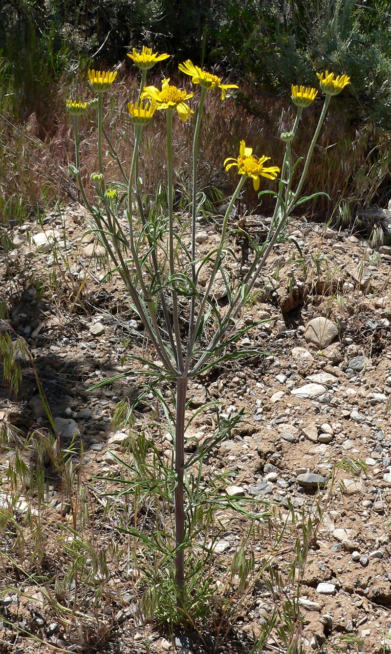 Lemmon's Rubberweed
