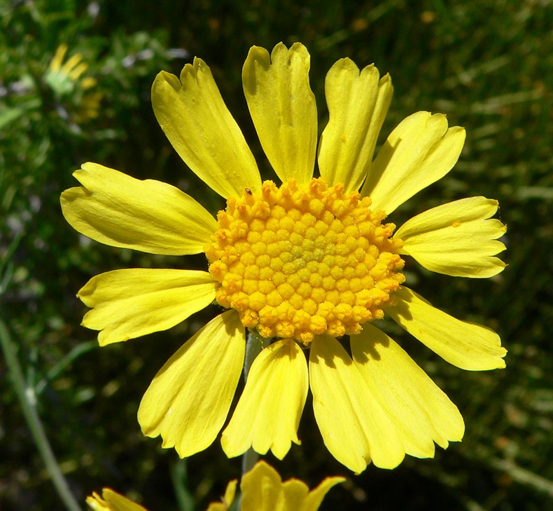 Lemmon's Rubberweed photo 2