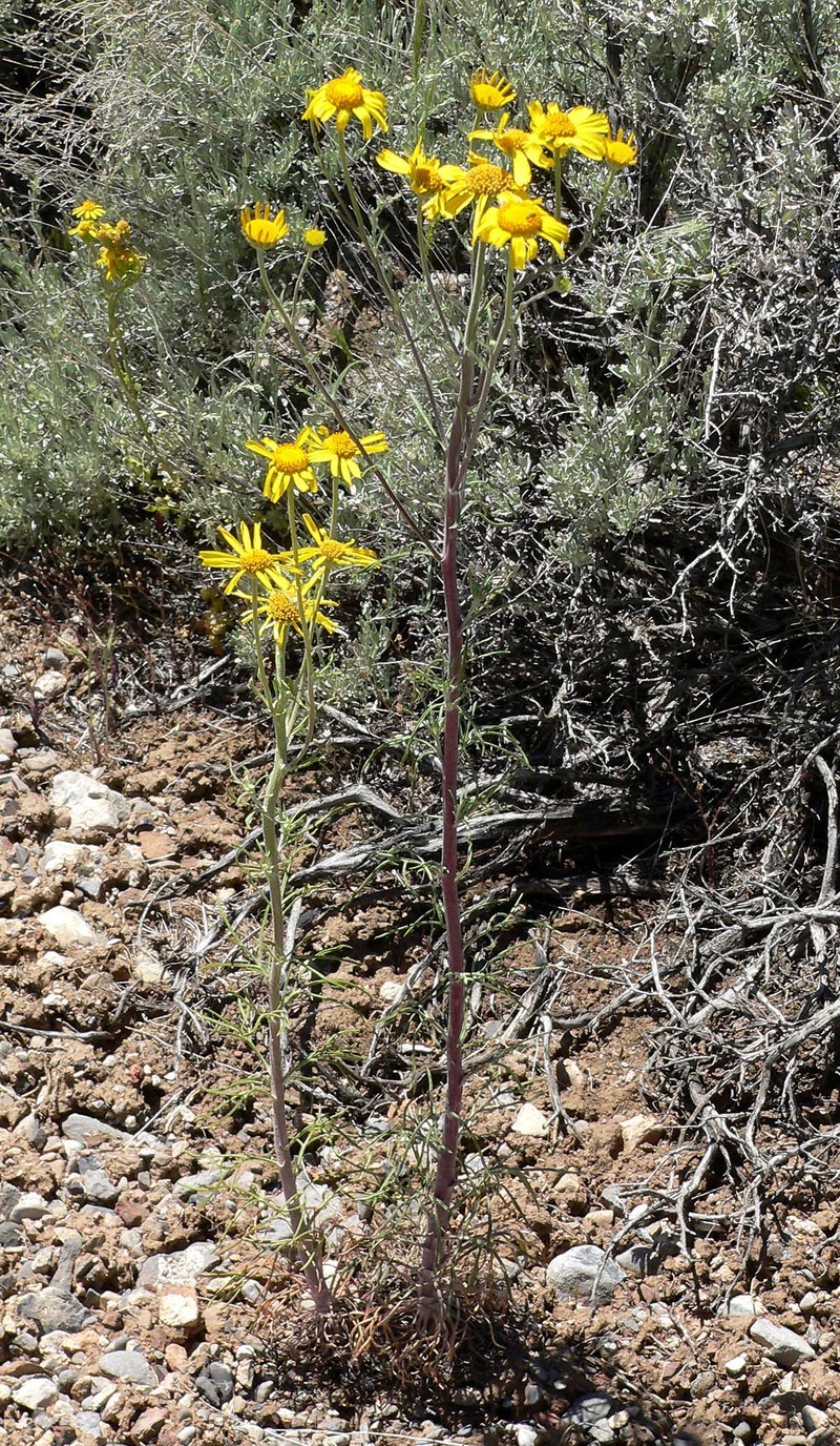 Lemmon's Rubberweed photo 3