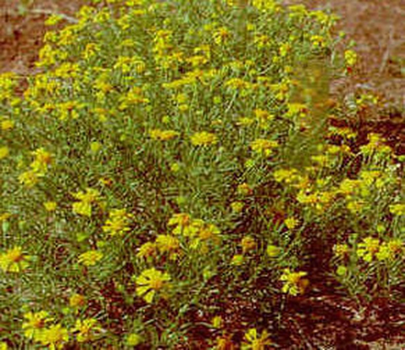 Bitter Rubberweed photo 2