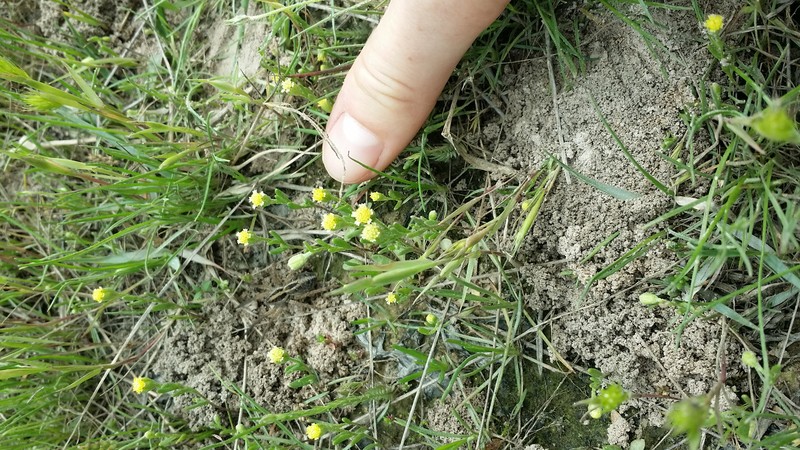 Prairiedawn photo 2